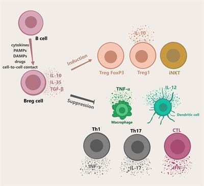 Unraveling the role of Breg cells in digestive tract cancer and infectious immunity